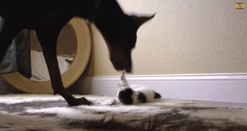 5.gif