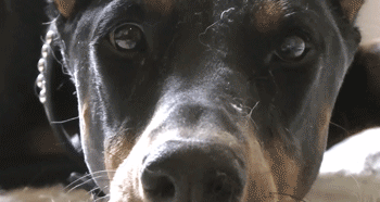 3.gif