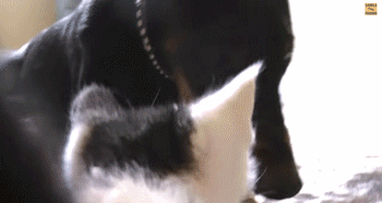 4.gif