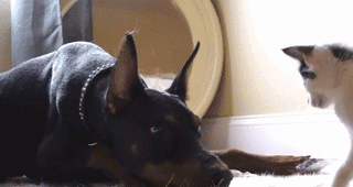 7.gif