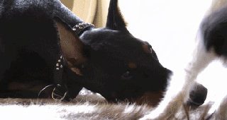 8.gif