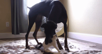 6.gif
