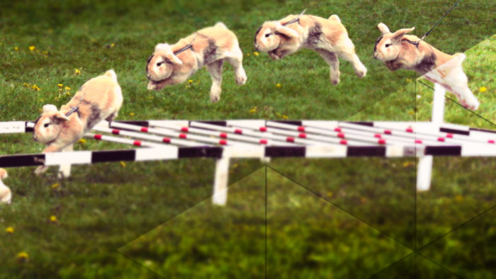 27-jumpingrabbits.jpg