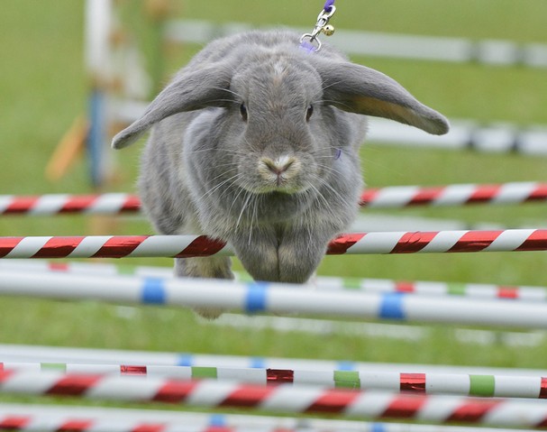 APTOPIX_Germany_Rabbit_Jump_t607.jpg