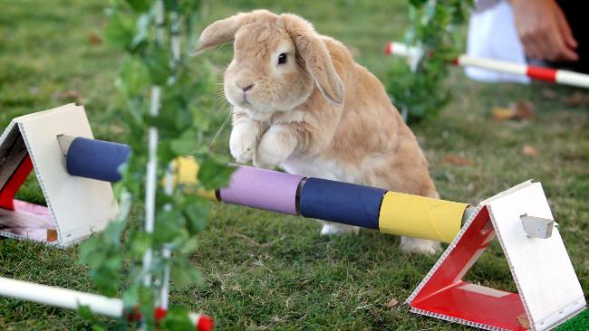 942160-rabbit-showjumping-at-royal-easter-show.jpg