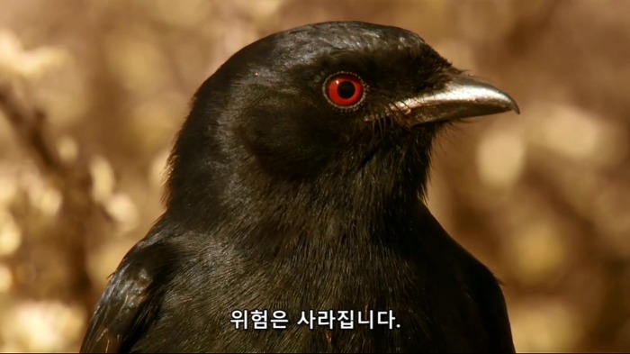 바람까마귀14.jpg 바람까마귀14.jpg