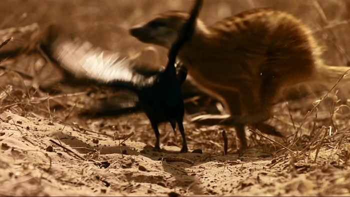 바람까마귀21.jpg 바람까마귀21.jpg