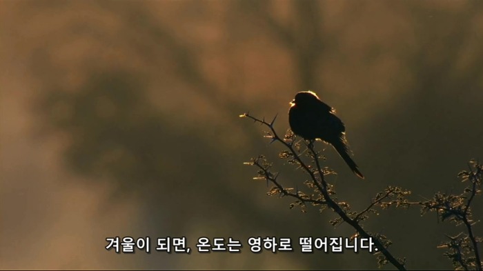 바람까마귀1.jpg