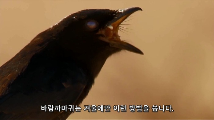 바람까마귀46.jpg