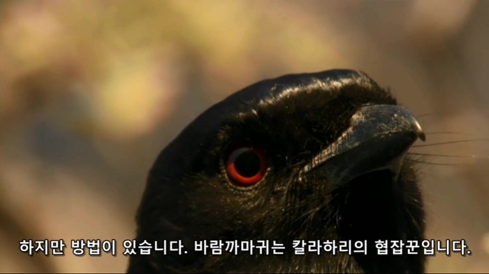 바람까마귀4.jpg