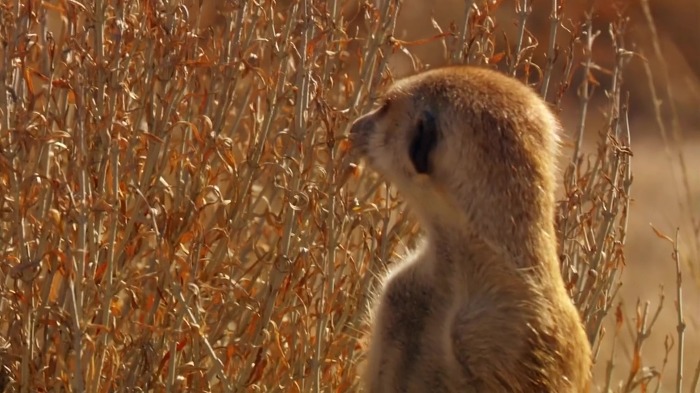 바람까마귀22.jpg 바람까마귀22.jpg