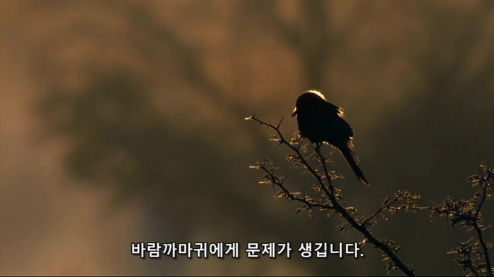 바람까마귀2.jpg