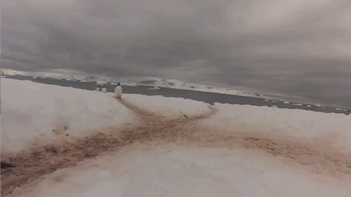 0.gif