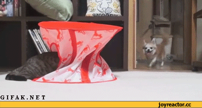 9342444cc7704271af1d1d0cd01ad26b.gif