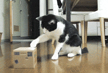 Mq36u.gif : 놀랐자냥..... gif