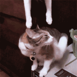 1.gif