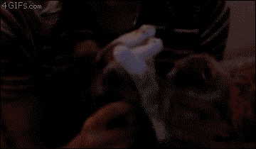 1.gif : 수박이냥?.gif