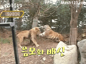 사자의 시력.gif