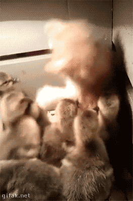 3293060932c4b836e38729f9327e4ed2154739.gif
