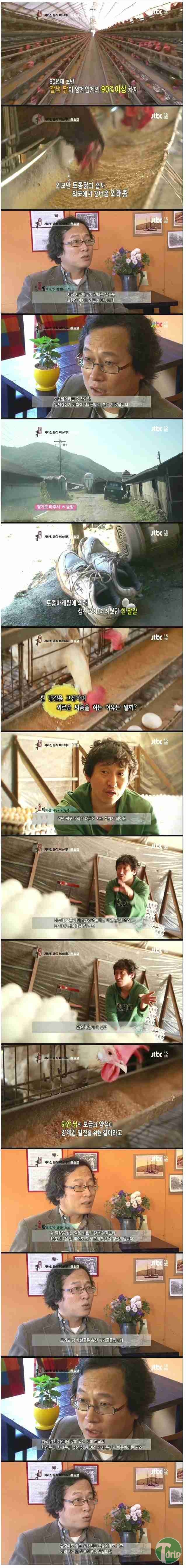 d0136392_4f504229c6dbf.jpg : 흰 달걀이 사라진이유.jpg