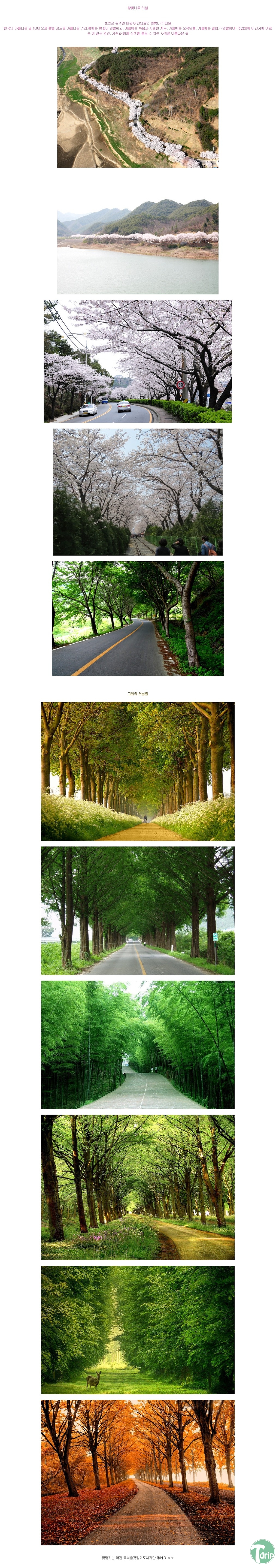 d0136392_4fc60bc519104.jpg : 아름다운 나무 터널 길.jpg