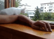 고양이.gif