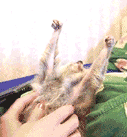 833748a00ebd193ef1199c12afb66053.gif