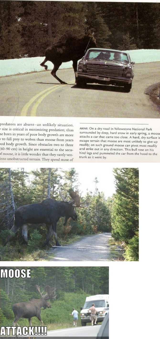 Cgk56b4c0266d78a-1.jpg : 길거리에서 이런동물 실제로 보면 ㅎㄷㄷ 할듯