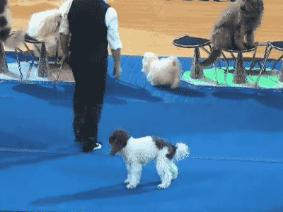 798e82427604cf4890654fd0f29718a9.gif