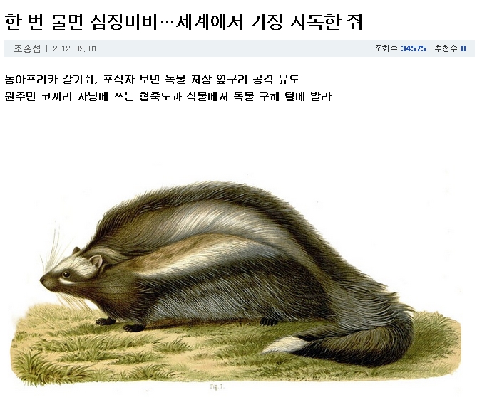 rat1.jpg