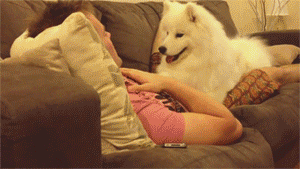 8385e44d6047363e85c85d94a885f114_PCA3DocBb5ChAdILOzpDhhji.gif