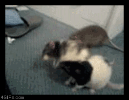mouse.gif : 쥐대가리.gif
