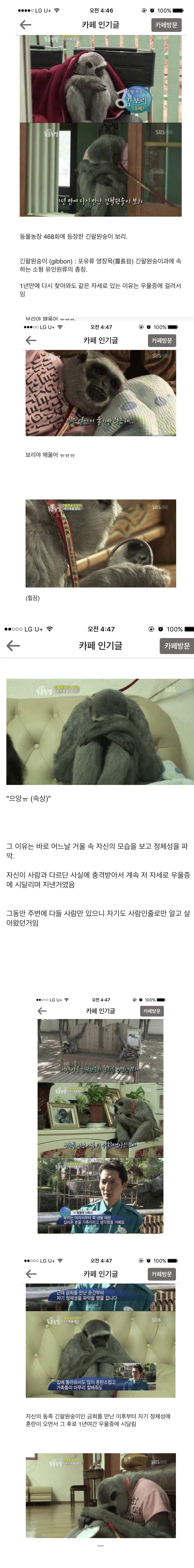 2048918558_57f82527_image.jpg : 우울증걸린 원숭이