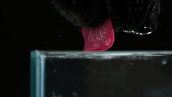 12.gif