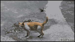 7561fc96c7706f4a44fcf4c5e276e90f.gif