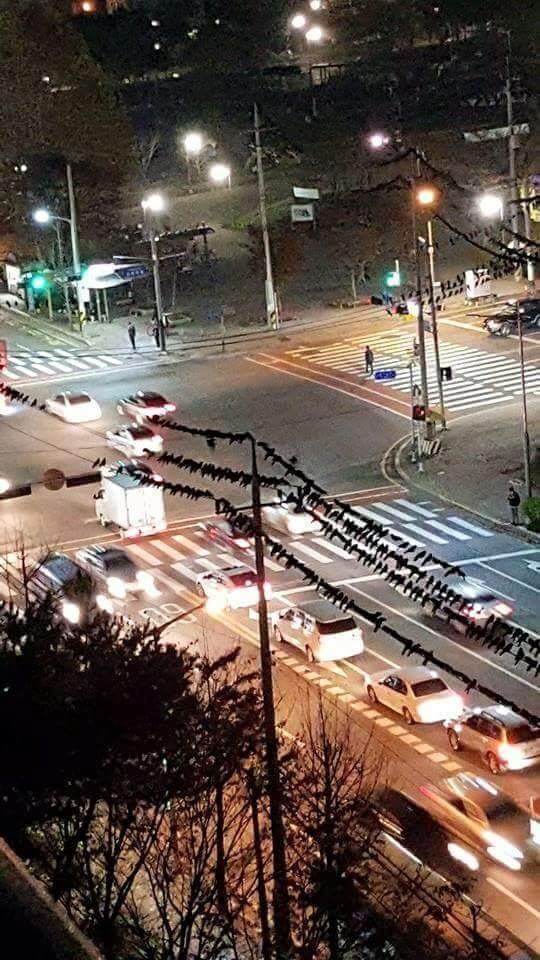 image.jpg : 어제자 안산 성안고 사거리. Jpg
