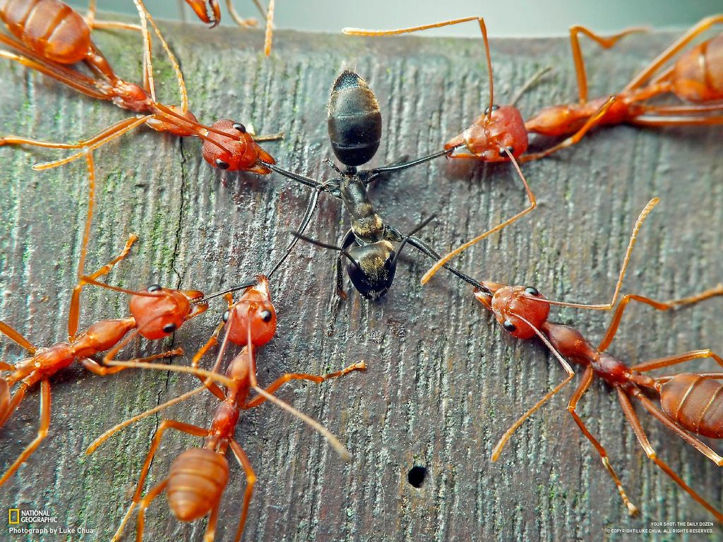 1.jpg : 능지처참.jpg