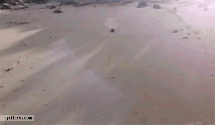 하고_싶다.gif : 신나는 서핑.gif