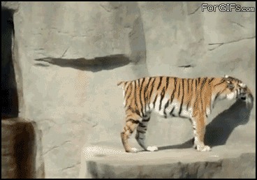 d0136392_4fb117a6691dc.gif : 깜짝이야! .gif
