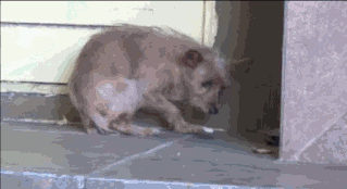 어떤게 개일까.gif