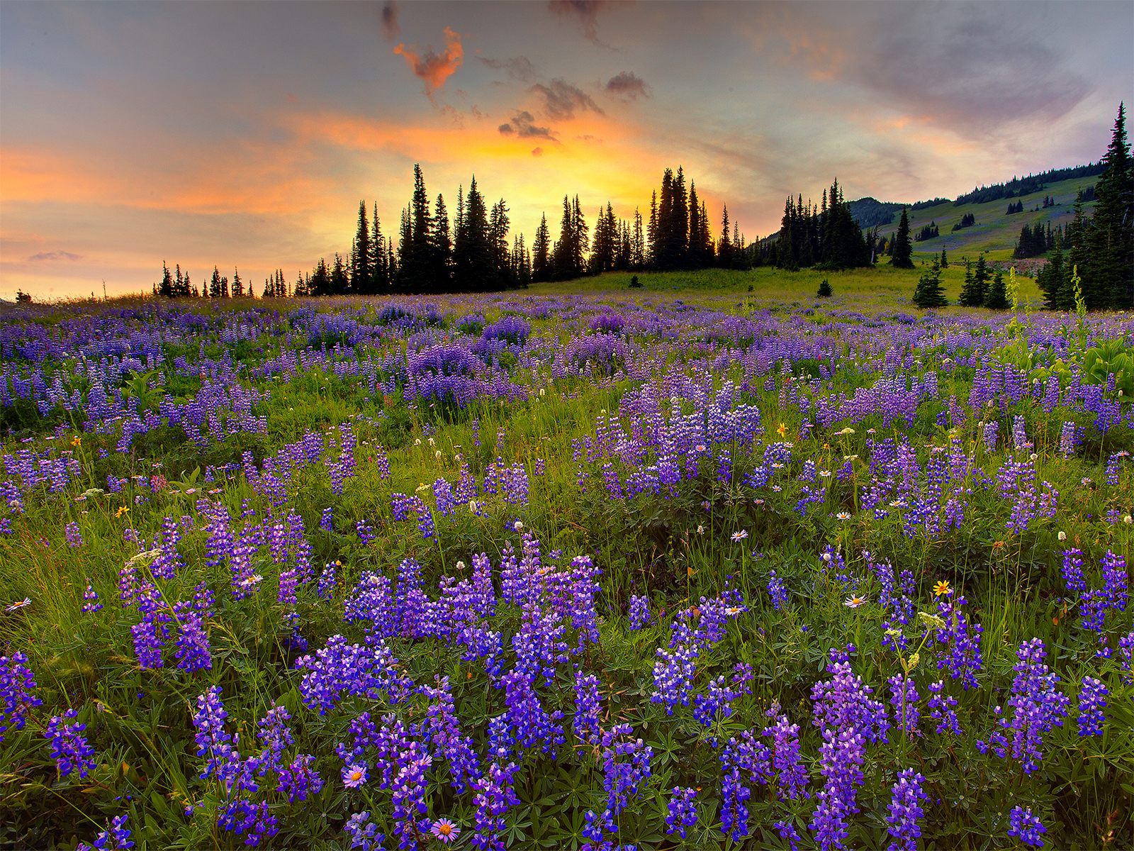image file hosted by Snoin FileStorage(file.snoin.com)