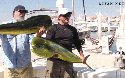 b08873d4a1089ae01a491181032fb0b3.gif