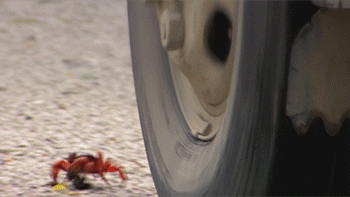 super_5192c449ba176.gif