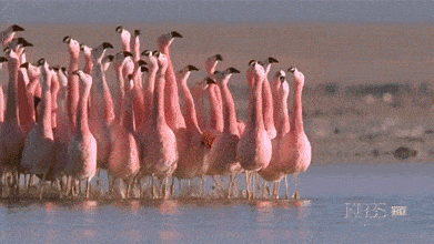 DazzlingFrighteningCondor.gif