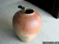 1 (2).gif : 무서운 항아리속의 코브라.gif