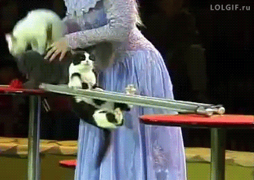 3067782611_7f8ce6cd.gif : 올빼미들 더 크게 외칩니다!