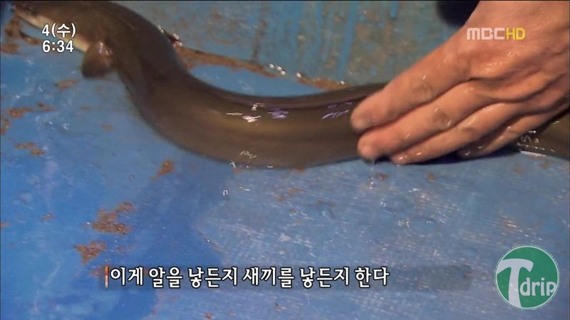 007.jpg : 풀 수 없는 뱀장어 미스테리.JPG 007.jpg : 풀 수 없는 뱀장어 미스테리.JPG