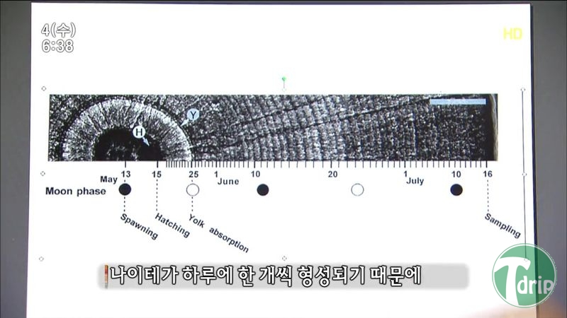 013.jpg : 풀 수 없는 뱀장어 미스테리.JPG 013.jpg : 풀 수 없는 뱀장어 미스테리.JPG