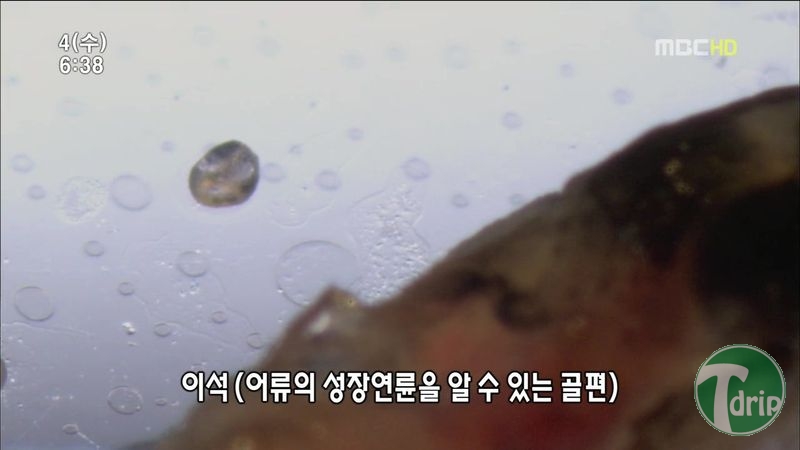 012.jpg : 풀 수 없는 뱀장어 미스테리.JPG 012.jpg : 풀 수 없는 뱀장어 미스테리.JPG