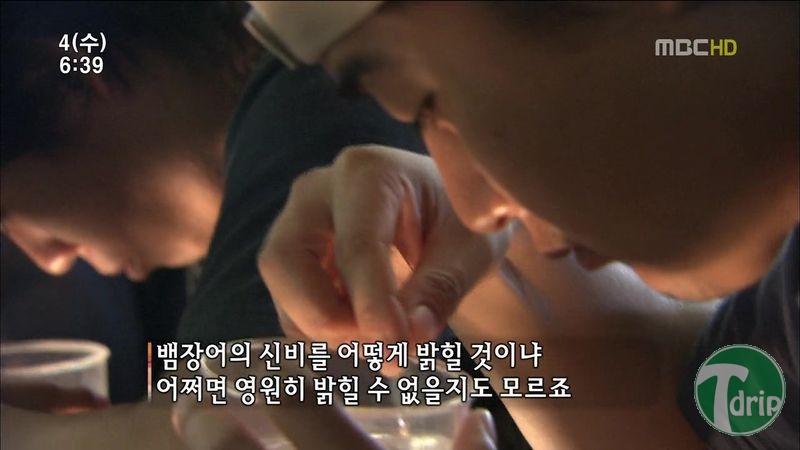 019.jpg : 풀 수 없는 뱀장어 미스테리.JPG 019.jpg : 풀 수 없는 뱀장어 미스테리.JPG